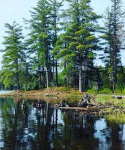 Local landscape 