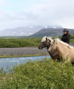 Iceland Horse Riding