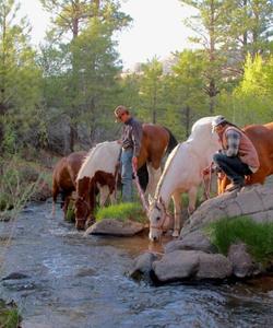 Horses drinking from the local river 