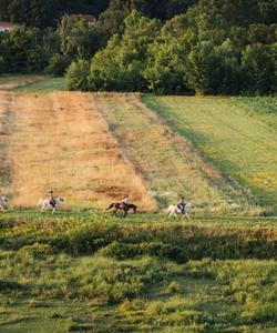 Bosnia Horse Riding