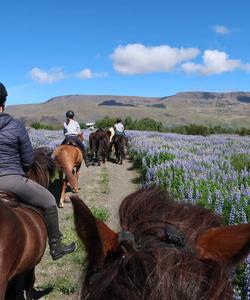 Iceland Horse Riding