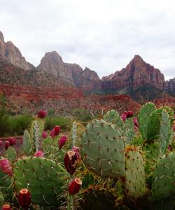 The national park view