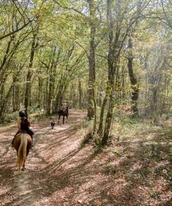 Horse riding in the forest