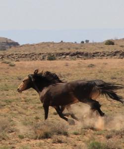 Horses galloping 