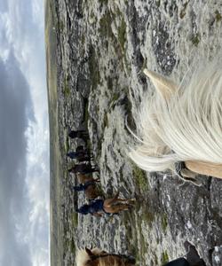 Iceland Horse Riding