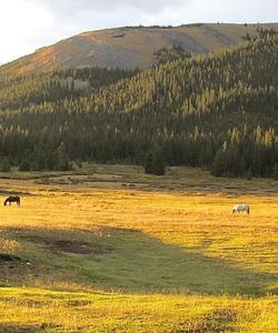 Local landscape 