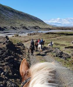 Iceland Horse Riding