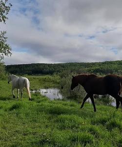 Horses walking along the shore 