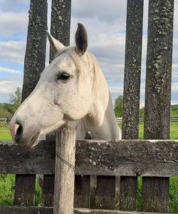 Stallion at the ranch 