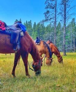 Horses in the field 