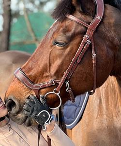 Portugal Riding Lessons