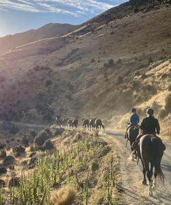 Horse riding in the nature