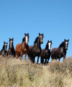 A group of horses 