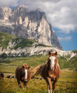 Horses. near the mountain