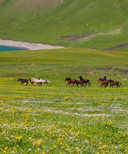 Kyrgyzstan Horse Riding