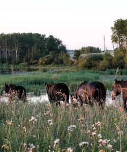 Horses in the field 