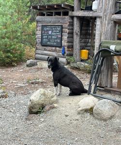 Dog at the base camp 