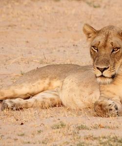 Botswana Safari