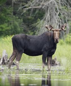 Grey moose 