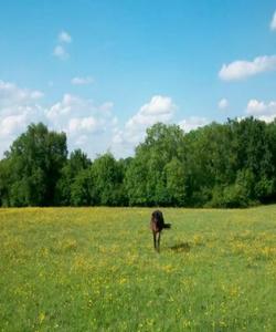 Horse in a field 