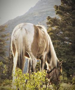 Horse in the field 