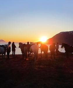 Iceland Horse Riding