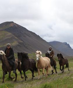 Iceland Horse Riding