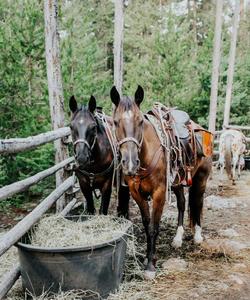 Horses 