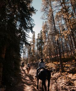 Riding in the forest 