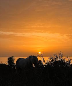 Horse at the sunset