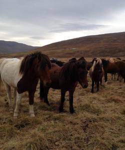 Iceland Horse Riding