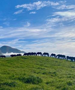 Horses in New Zealand