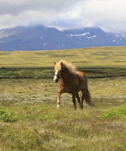 Iceland Horse Riding