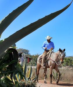 Mexico Horse Riding