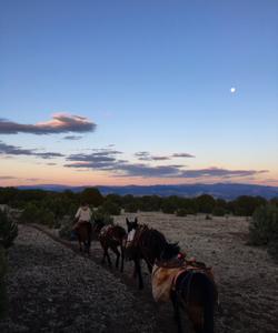 USA Horse Trekking