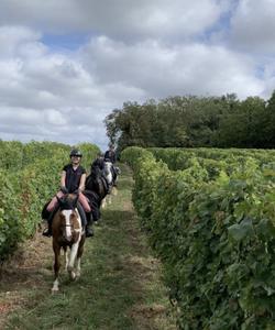 Horse riding in vineyards