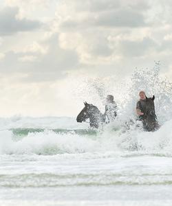 Swim with horses