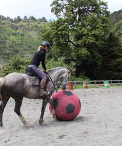 Training a horse 