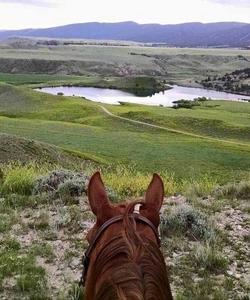 Horse watching forward 