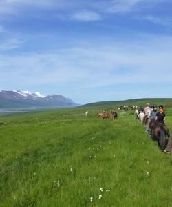 Iceland Horse Riding