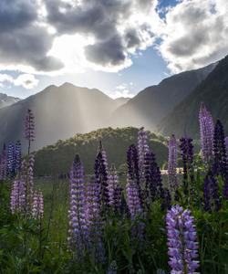 Lupins 