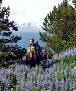 Iceland Horse Riding