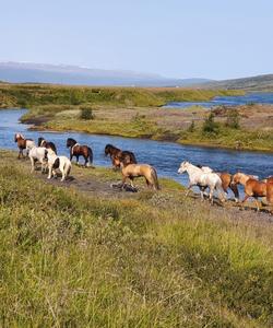 Iceland Horse Riding