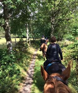 Sweden Horse Riding