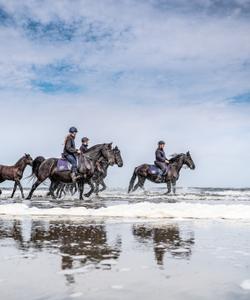 Beach horseback ride