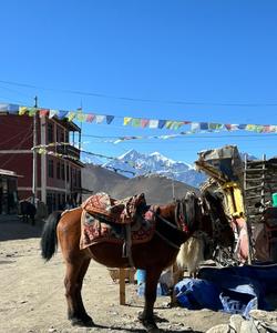 Nepal Horse Riding