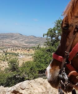 Horseback riding