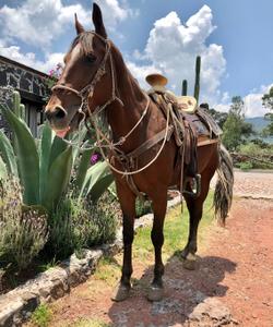 Mexico Horse Riding