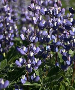 Violet flowers 