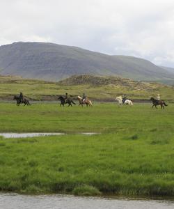 Iceland Horse Riding